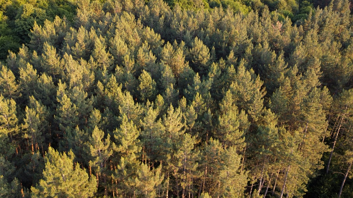 Pine forest canopy in Dilijan National Park, Armenia