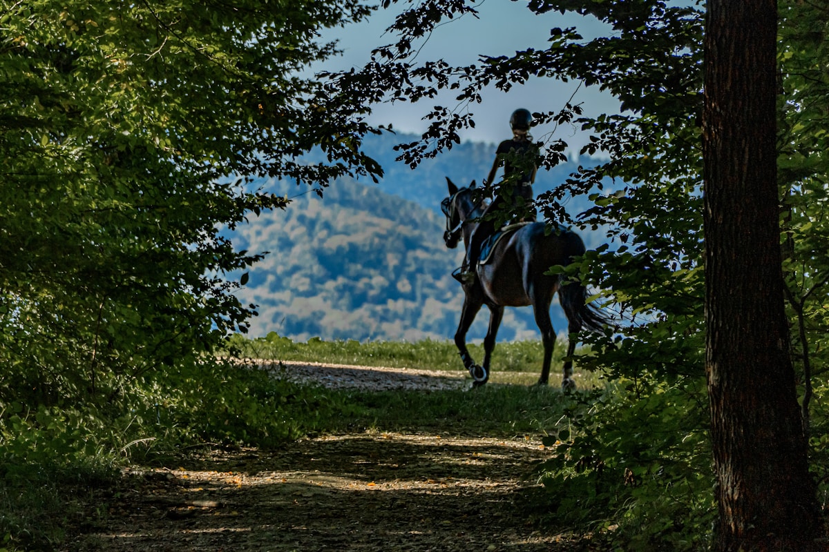 A rider on horseback on a forest trail path