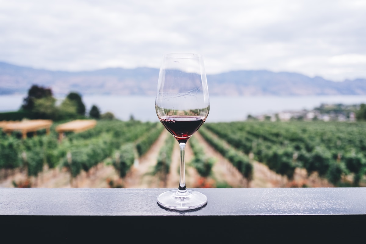 Wine glass overlooking a vineyard — Armenian wine and brandy guide