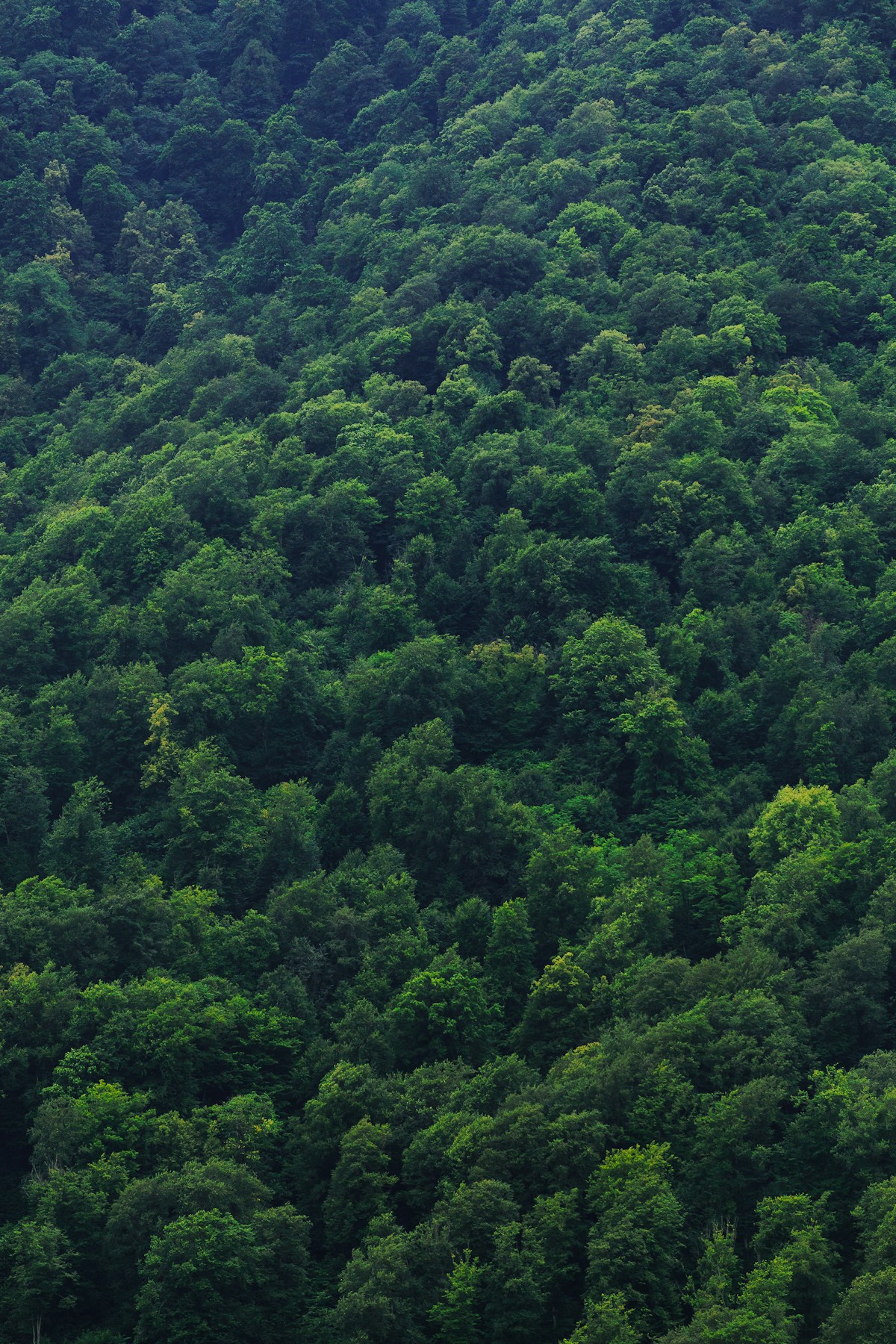 Green forested hills of Dilijan in spring — visiting Armenia in April