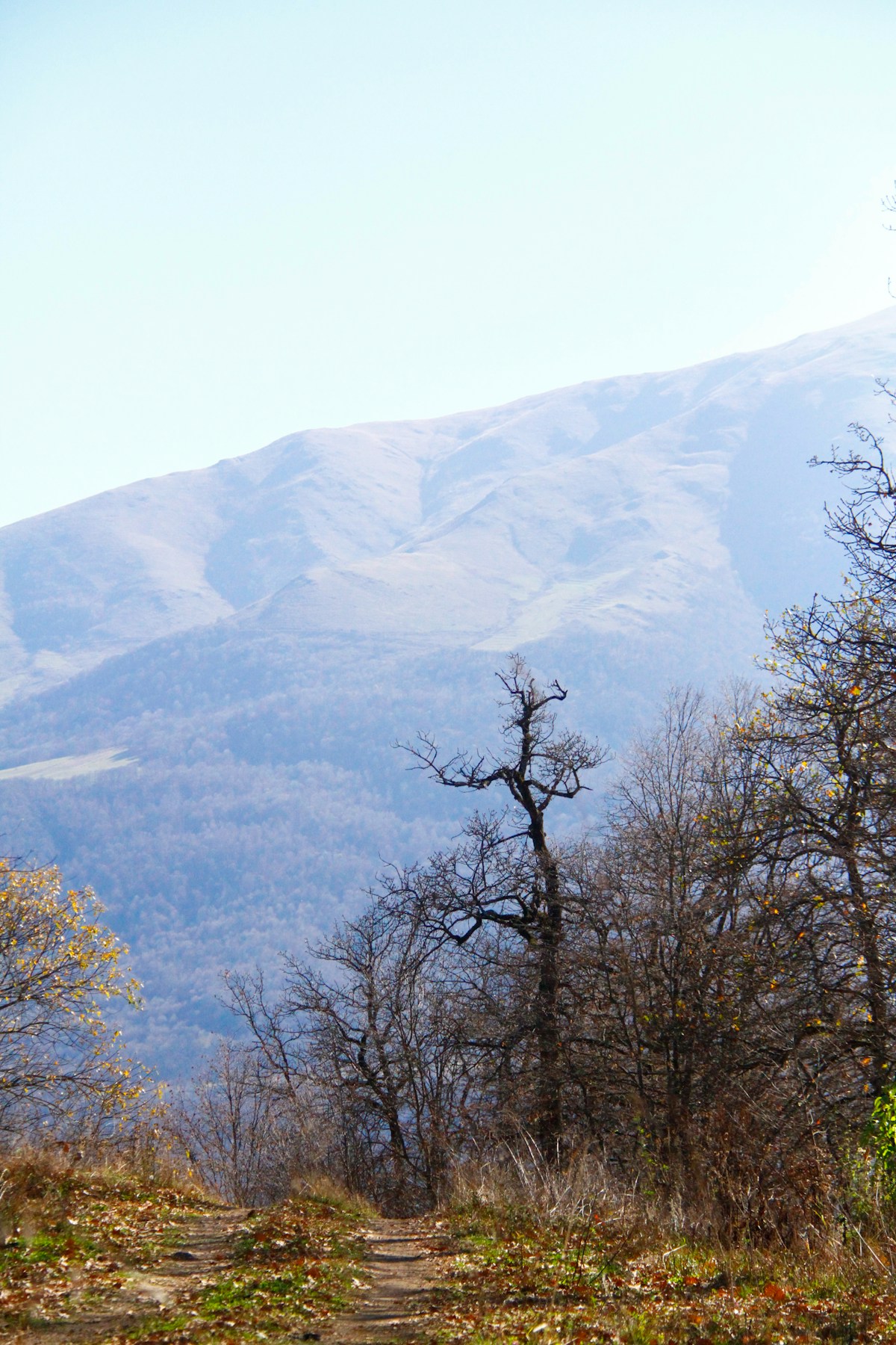 Spring forest in Dilijan National Park — visiting Armenia in March