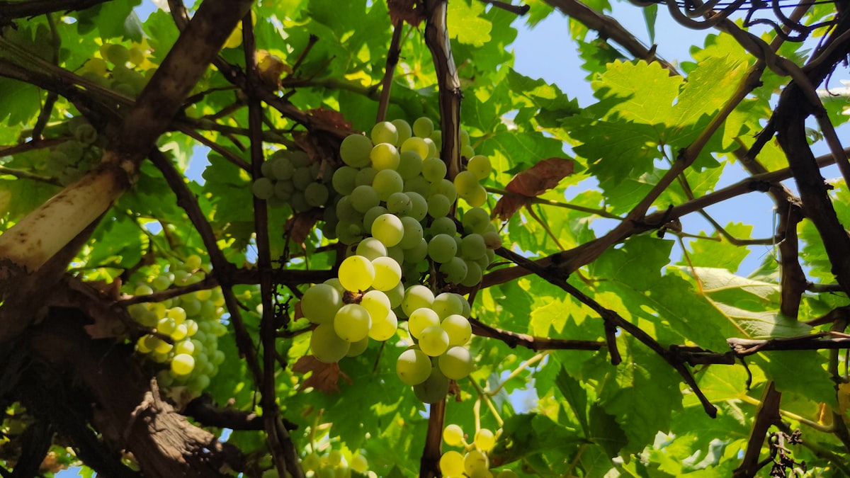 Green grape clusters hanging on a vine in Yerevan, Armenia, lit by afternoon sun